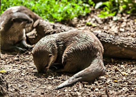 Otters on the ground in the park. Close up.の写真素材