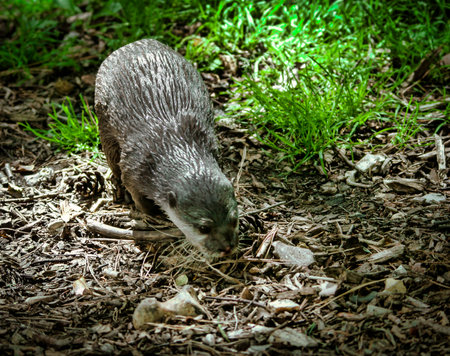 European small-clawed otter (Lutra lutra)の写真素材