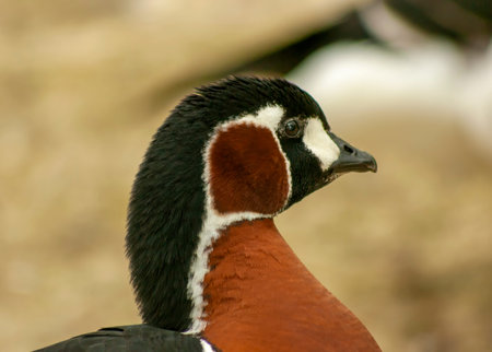 A close-up of the head of a Red-throated Goose