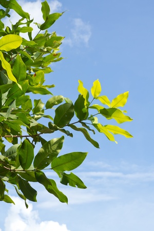 green leaf on blue sky backgroundの写真素材