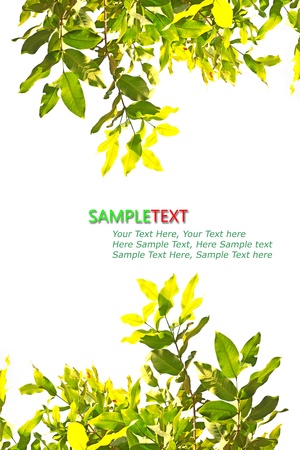 green leaf isolated on white backgroundの写真素材