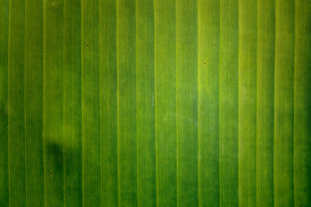 Green banan leaf background abstract