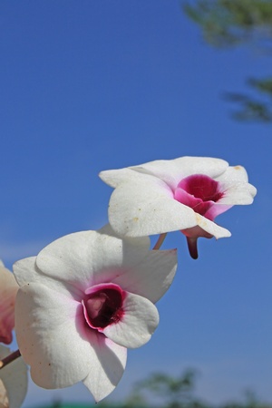 Orchid blooms with blue sky backgroundの写真素材