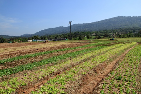 Green rows on field in mountainの写真素材