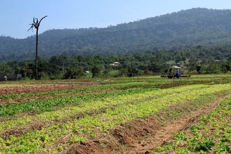 Green rows on field in mountainの写真素材