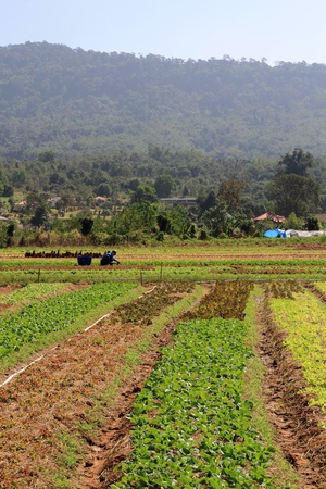 Green rows on field in mountainの写真素材