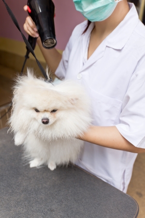 pomeranian after shower with hairdryerの写真素材