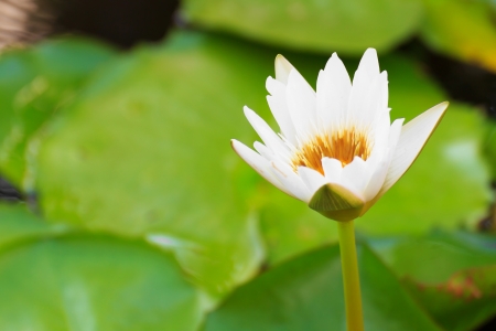 White lotus flower in poolの写真素材