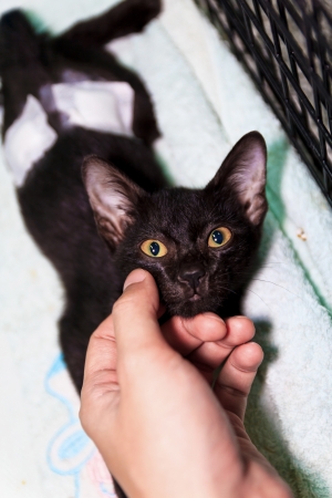 A black cat be injured in cageの写真素材