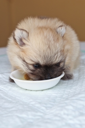 Little fluffy pomeranian puppy eatingの写真素材