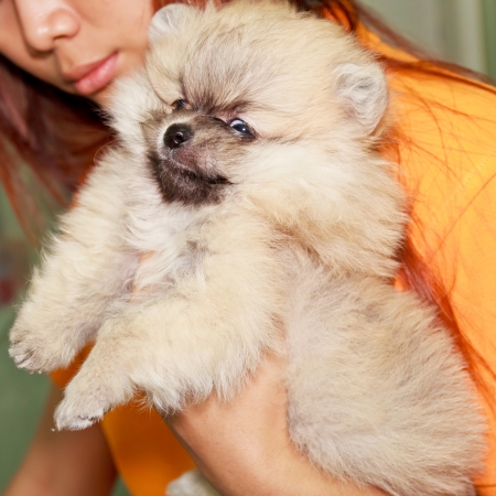 puppy pomeranian in hand womanの写真素材