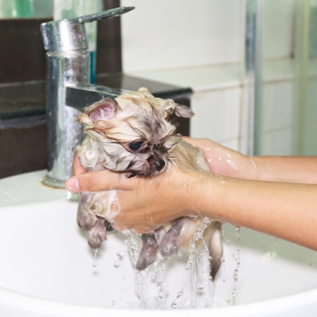 Puppy pomeranian shower in bathroomの写真素材