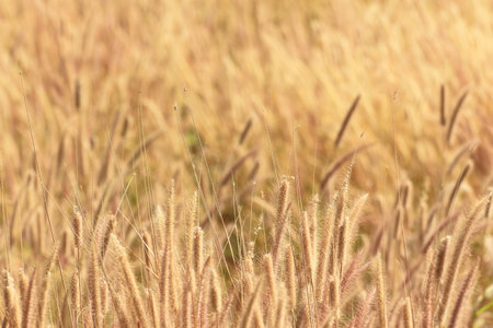 Wild grass at wind background