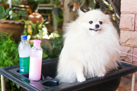 Bath time for white pomeranian shower in gardenの写真素材