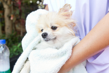 Bath time for white pomeranian shower in gardenの写真素材