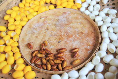 Yellow silkworm cocoon for backgroundの写真素材