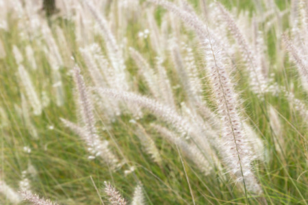 Pennisetum flower in the garden, blur background.の写真素材