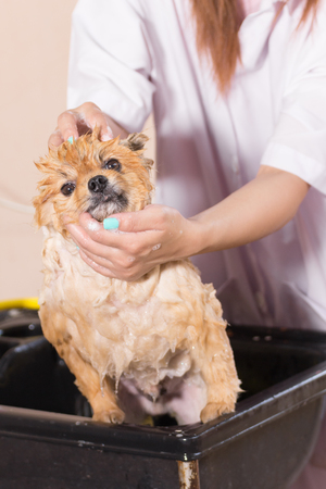 Bath time with white pomeranian shower grooming, dog healthy concept.の写真素材