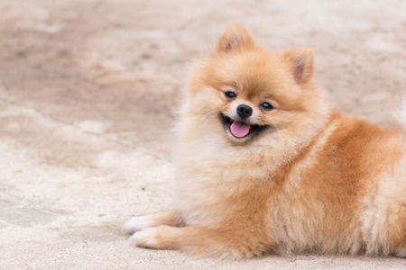 Orange pomeranian dog smile and sitting at outdoor.の写真素材