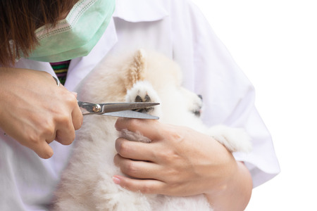 Pomeranian after shower cutting leg grooming on white background, dog healthy concept.の写真素材