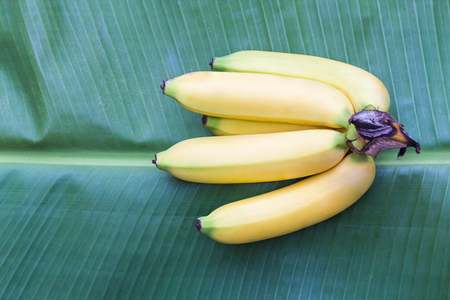 Cavendish banana fruit on green banana leaf background.の写真素材
