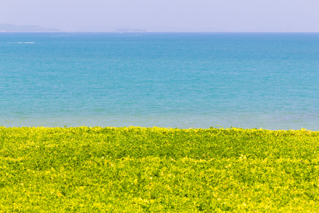 Beautiful view with lawn grass tree with blue sky and sea background.の写真素材