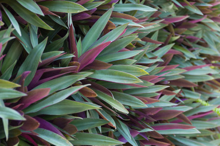 Close up green tree texture pattern background.