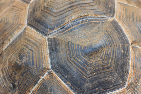 Close up giant turtle shell texture background.の写真素材