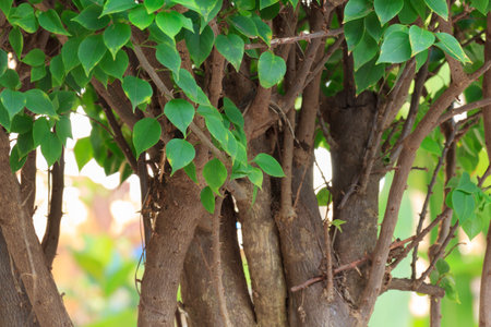Close Up Bougainvillea tree in the garden background.