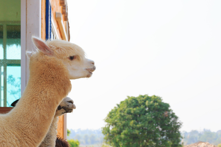 Close up white head alpaca on white sky background.の写真素材