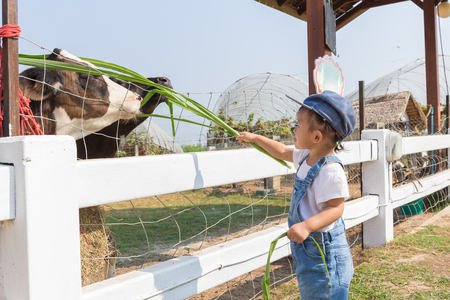 Asian cute new born baby feeding grass for cow iin the farm, Activities to enhance the learning experience of children.の写真素材