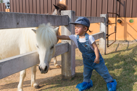 Asian cute baby girl hand touch to dwarf horse on the farm background.の写真素材