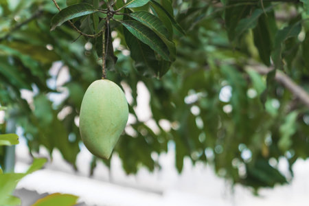 One fresh green mango on tree background.の写真素材