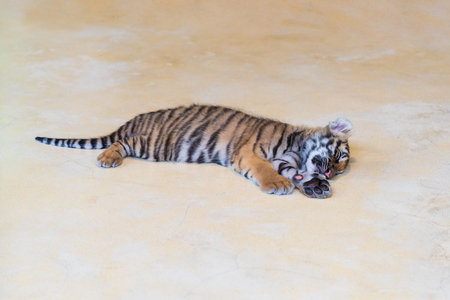Cute baby tiger sleeping on the park.の写真素材