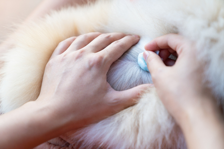 Close up hand doctor is help dog sick, in the hospitalの写真素材