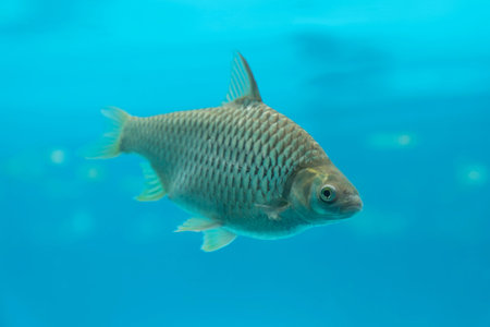 A big carp fish in underwater blue water background.