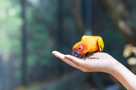 Close up love bird feeding on hand, nature travel concept.