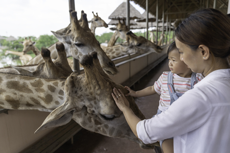 Asian cute baby girl touch on your hand for big giraffe in animal farm background, summer vacation holiday travel, family life style concept.の写真素材