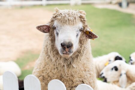 Close up white sheep in the farm, summer farm background.の写真素材