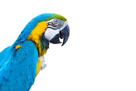 Blue Macaw Parrot, bird sitting on white background. Wildlife scene bird tropical forest concept. Beautiful yellow parrot isolated.の写真素材