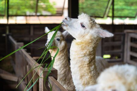 Close up white sheep in the farm, summer farm background.の写真素材