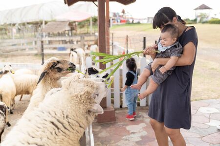 Asian beautiful mother is take care your cute new born baby boy feeding grass for sheep in the farm, Activities family to enhance the learning experience of children.の写真素材