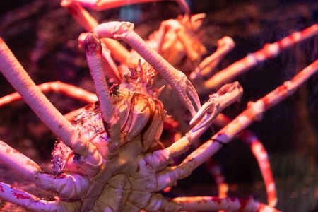 Close up. Big Alaskan crab specimen in underwater tank.の写真素材
