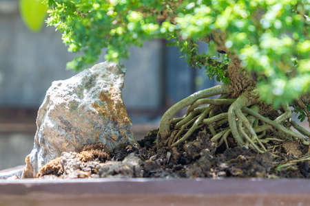 Close up. Beautiful bonsai tree, including care, bonsai will be successfully through the process of caring for so mamy countless times.の写真素材