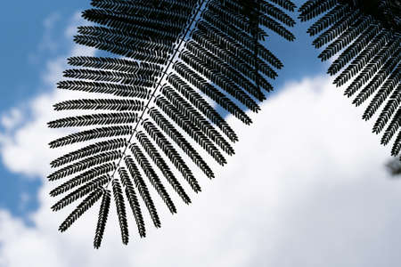 The silhouette of beautiful leaf from cloudy and blue sky background. Close up.の写真素材