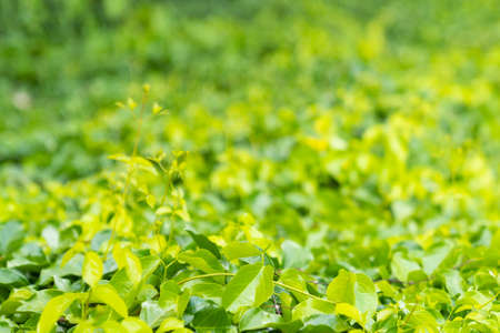 Close up. Tropical green leaf plant background.の写真素材