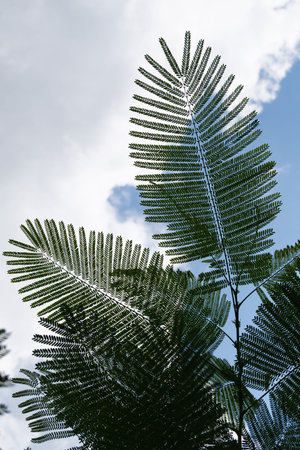 The silhouette of beautiful leaf from cloudy and blue sky background. Close up.