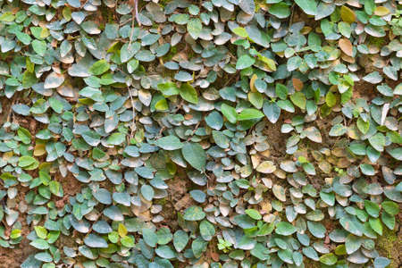 The pristine nature of Asia. Soil, mosses, and plants on the surface of the tropical. Nature wall texture, background image, close up.の写真素材