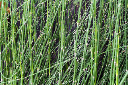 Close up. Tropical green leaf plant background.の写真素材