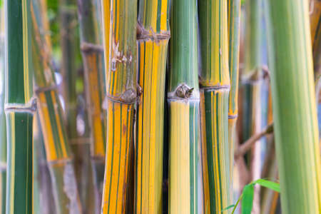 Asia bamboo branch in bamboo forest, beautiful green nature background.の写真素材